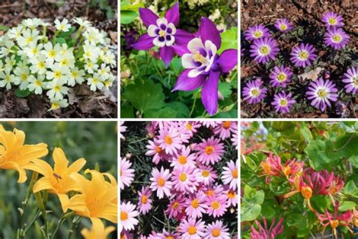 What can I plant now in Ireland?