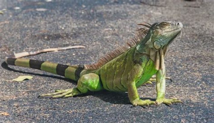 What can kill an iguana?