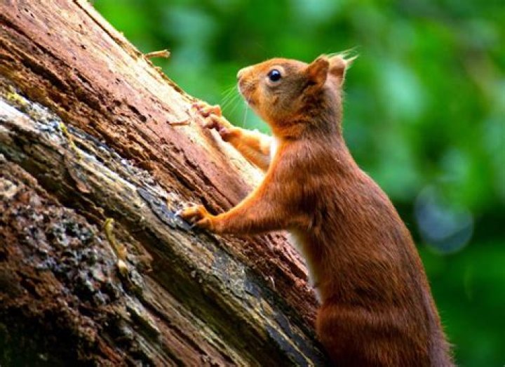 What can squirrels climb?