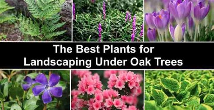 What can you plant under an oak tree?