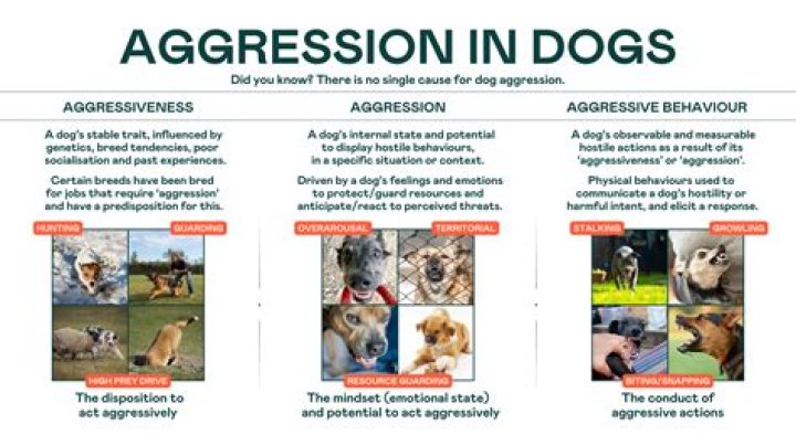 What causes dog aggression towards owners?