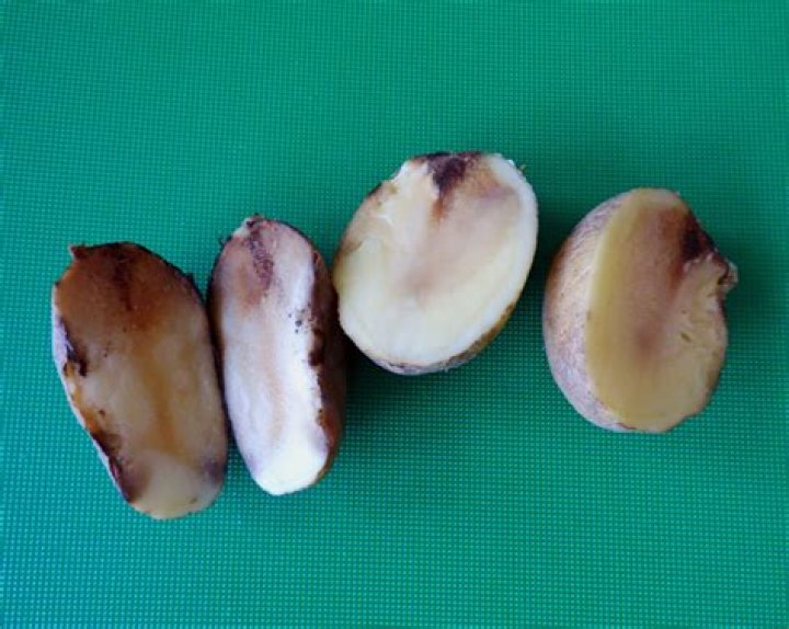 What causes soft rot in potatoes?
