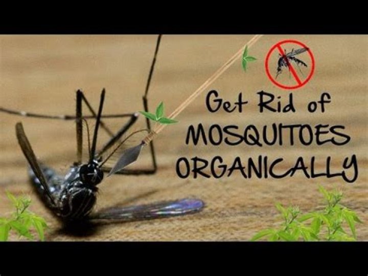 What did Indians use to repel mosquitoes?
