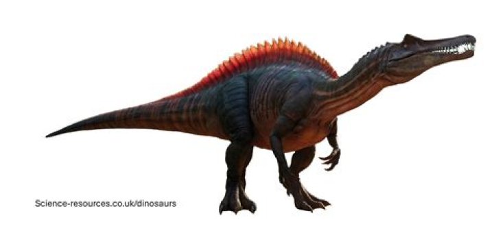 What did suchomimus eat? | ContextResponse.com