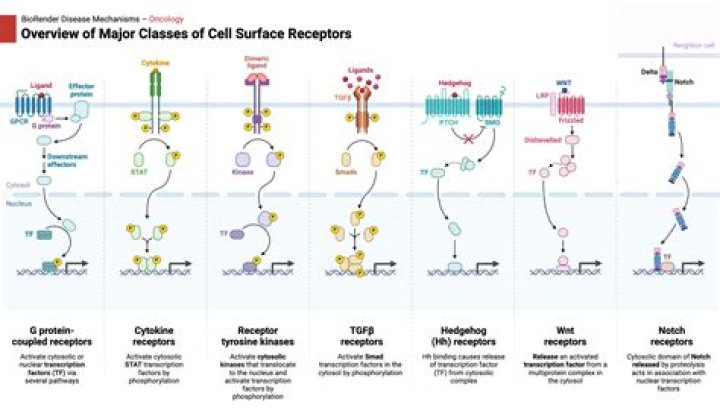 What do B cell receptors do?