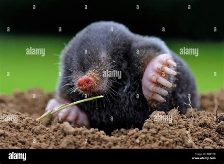 What do I do if I find a mole above ground?