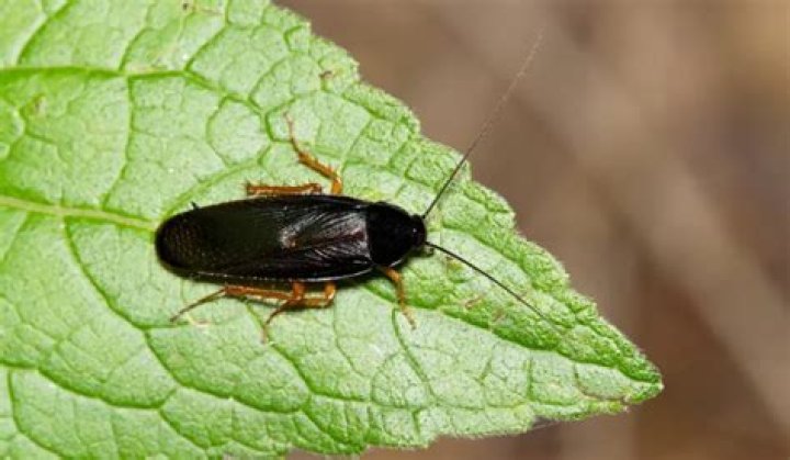 What do smoky brown roaches eat?
