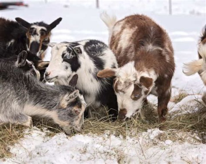 What do you do with goats in the winter?