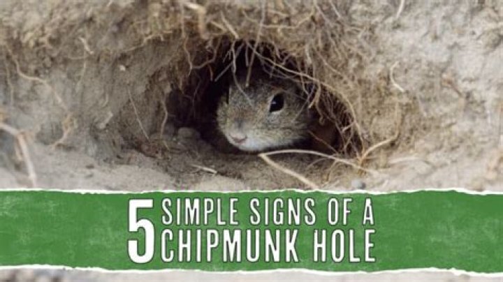 What do you use to put down a chipmunk hole?