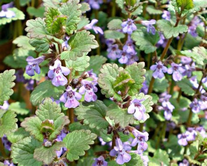 What does a Charlie plant look like?