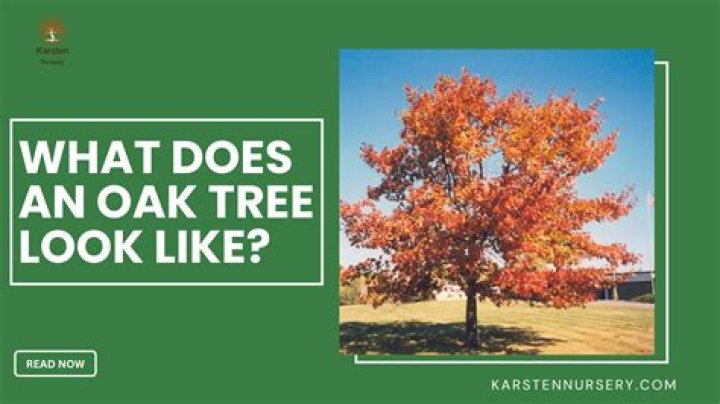 What does a holly oak tree look like?