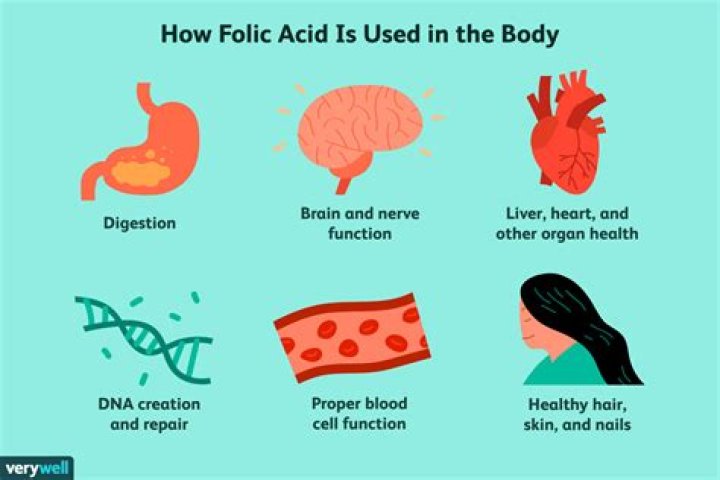 What does folic acid do in the body?