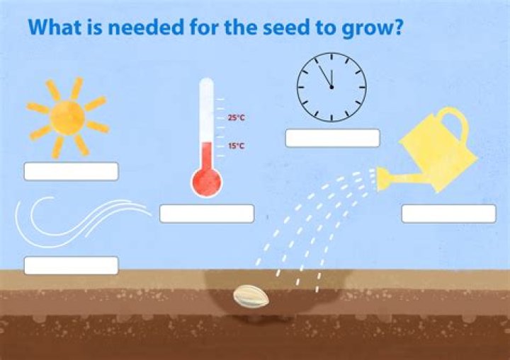 What does the plant need to grow?