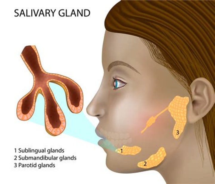 What does the salivary gland secrete?