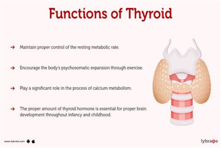 What does the thyroid gland do?