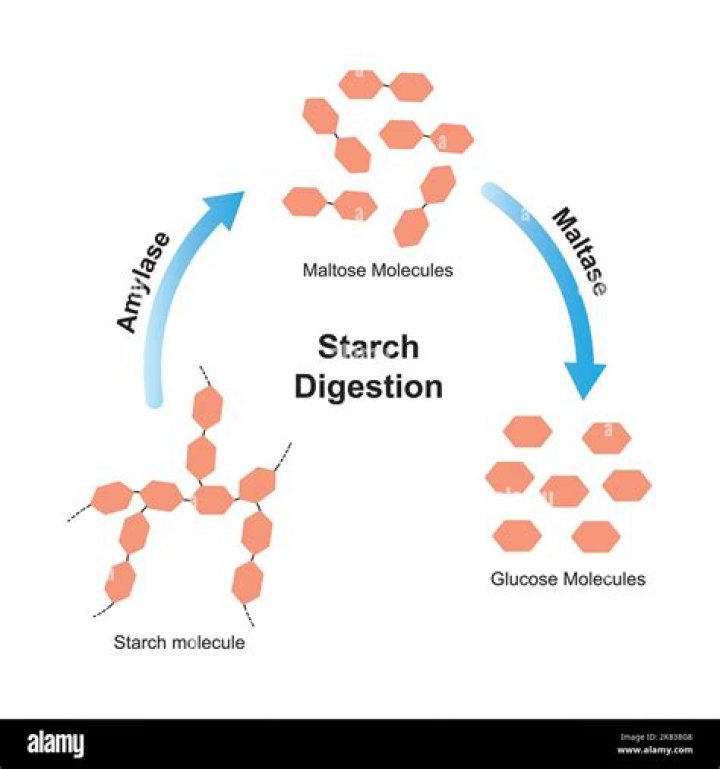 What enzymes break down starch?