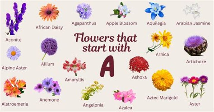 What flower starts with ab?