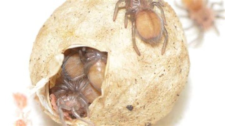 What happens if you squish a spider egg sac?