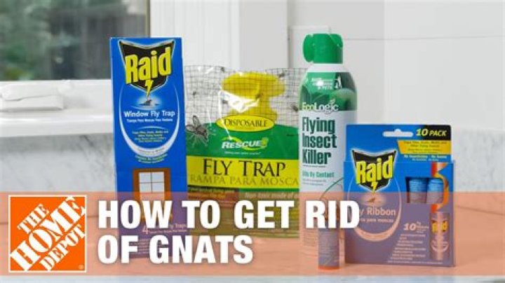 What household product gets rid of gnats?