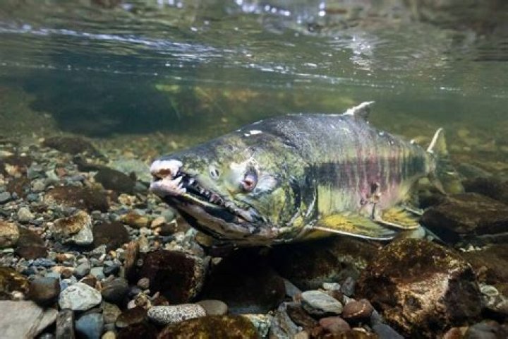 What is a chum?