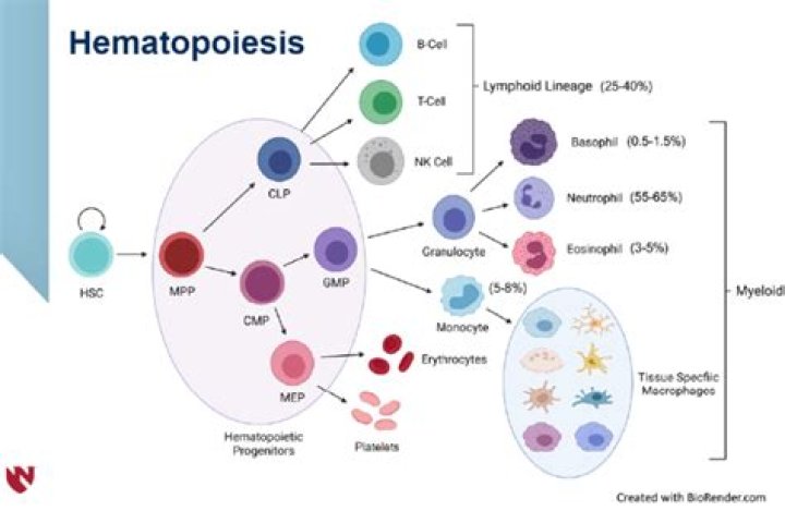 What is a hematopoietic cancer?