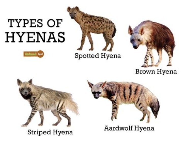 What is a hyena classified as?