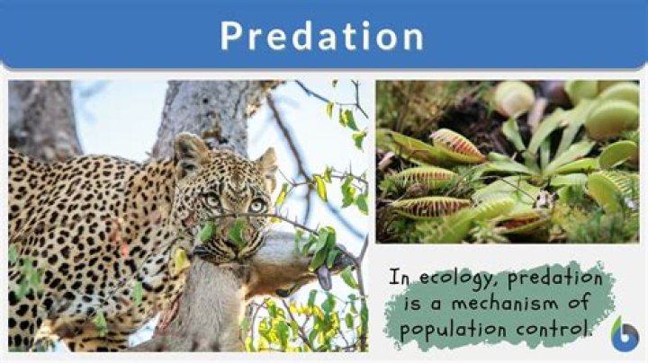 What is a predation relationship?