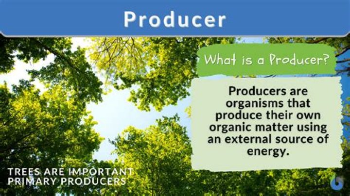 What is a producer simple definition?
