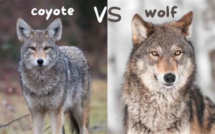 What is a wolf cat?
