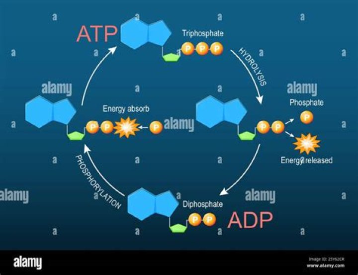 What is an ADP system?