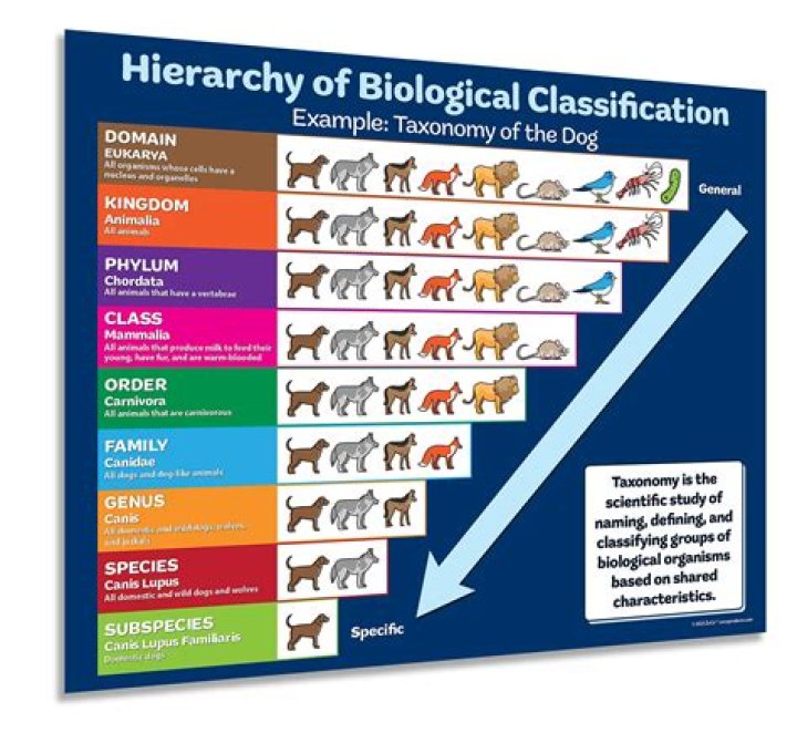 What is category in biology?