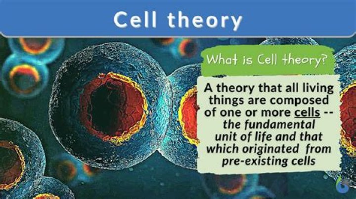 What is cell theory kid definition?