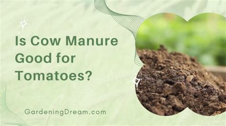 What is cow manure good for?