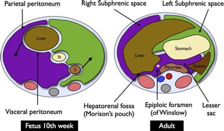 What is in the peritoneal space?