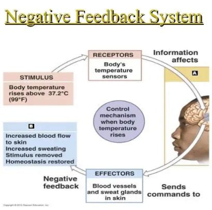What is negative feedback in physics?
