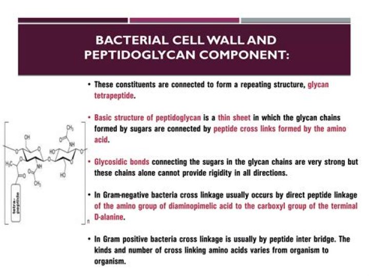 What is peptidoglycan biosynthesis? | ContextResponse.com