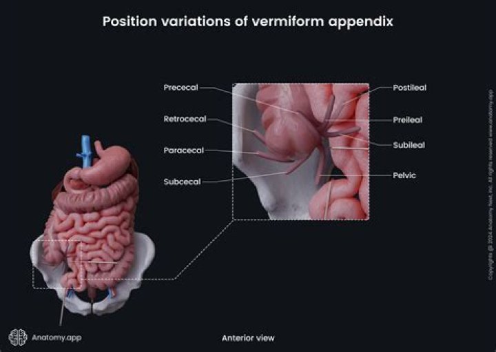 What is size of appendix?