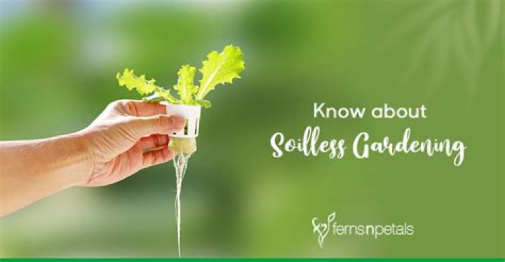 What is soilless gardening? | ContextResponse.com