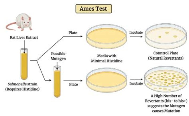 What is the Ames test quizlet?