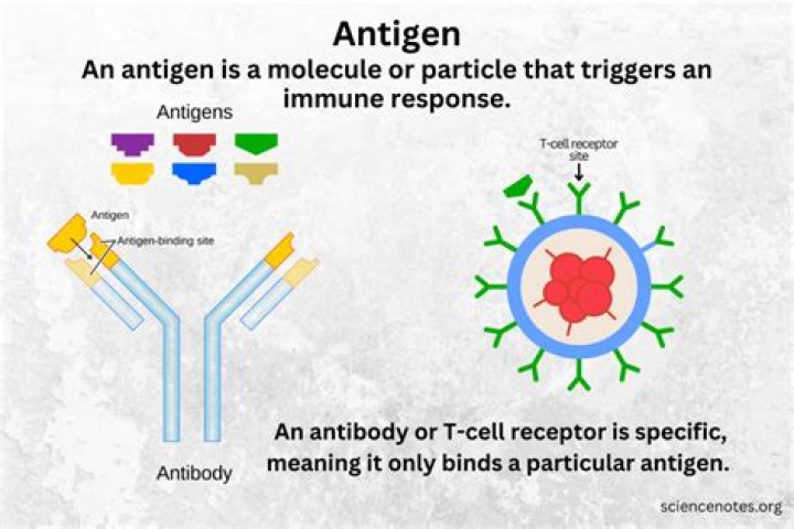 What is the best definition of an antigen?