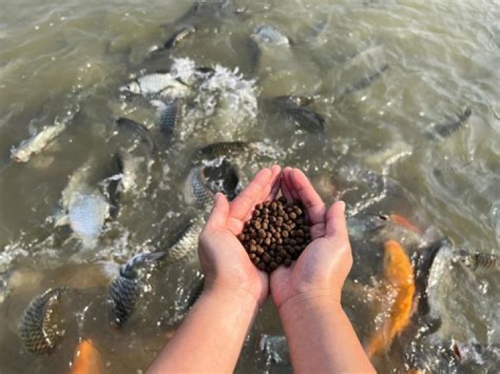 What is the best pond fish food?