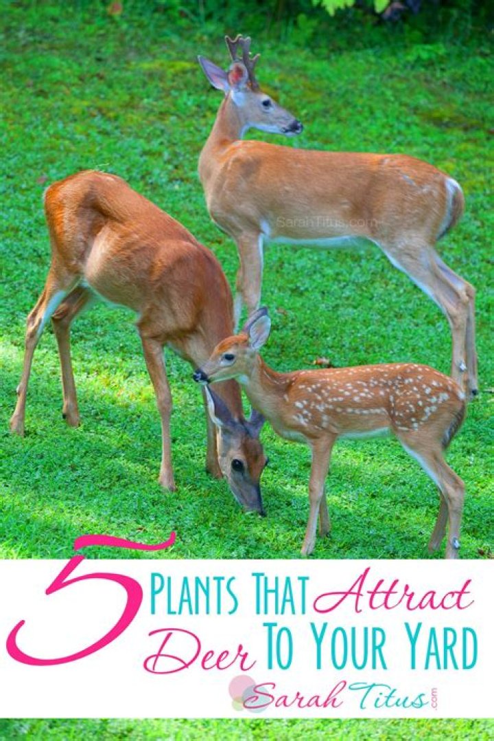 What is the best thing to plant to attract deer?