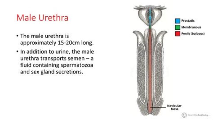 What is the definition of urethra quizlet?