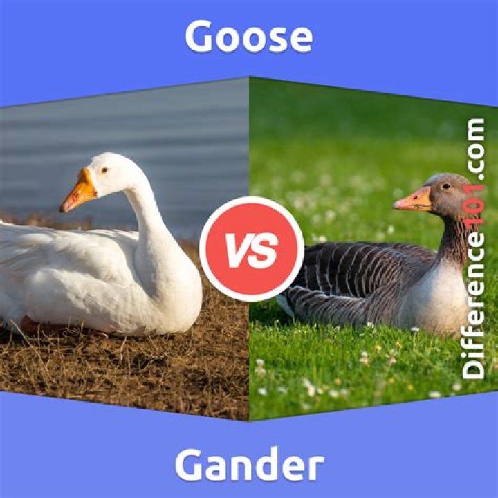 What is the difference between a goose and a gander?