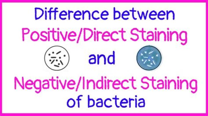 What is the difference between a positive and negative stain?
