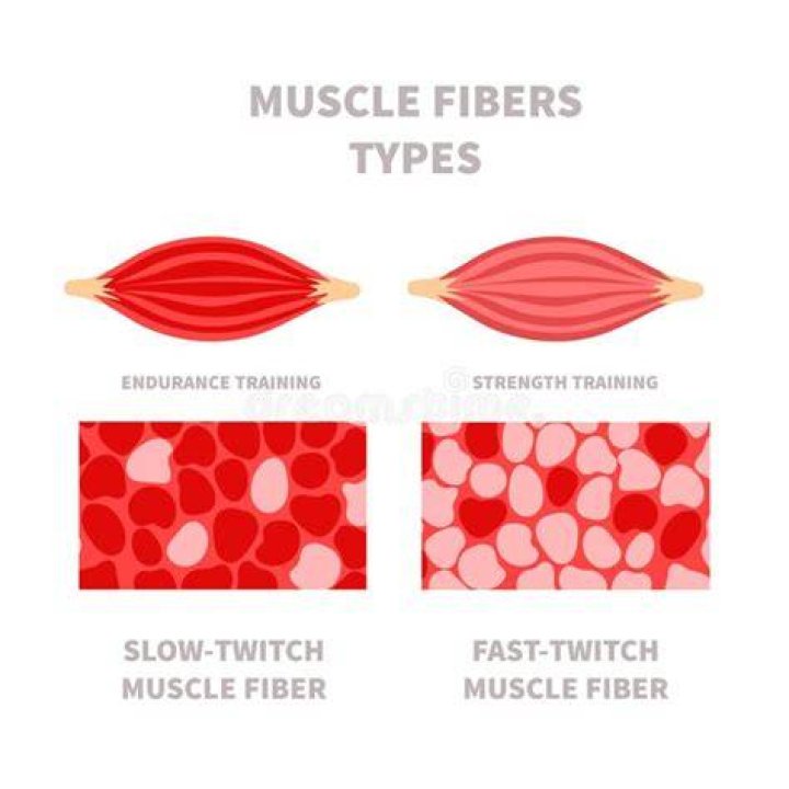 What is the difference between a twitch and a sustained contraction?