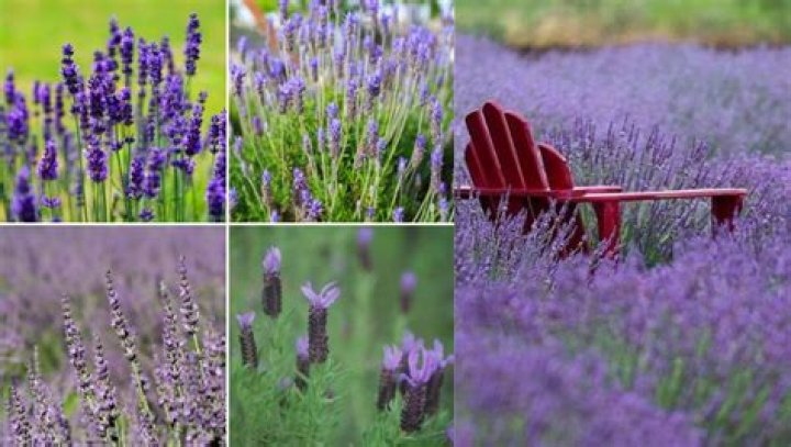 What is the difference between English lavender and Spanish lavender?