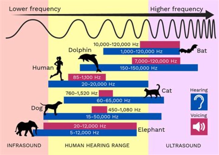 What is the frequency in hertz?