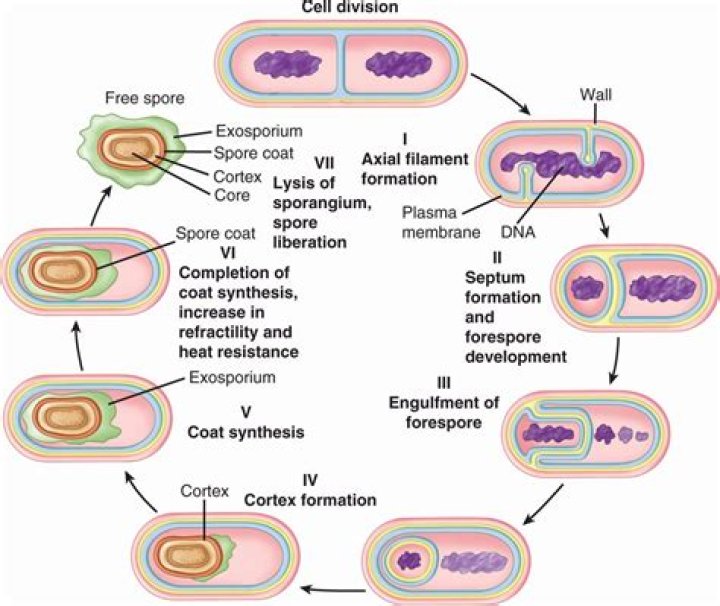 What is the function of spore in a bacterial cell?