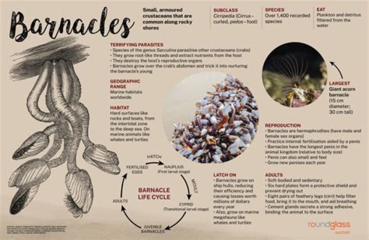 What is the habitat of a barnacle?